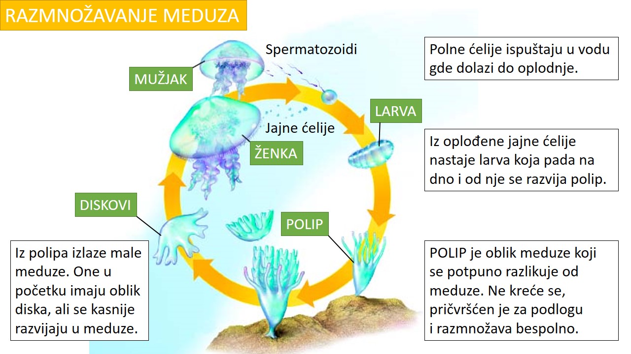 razmnozavanje_meduza